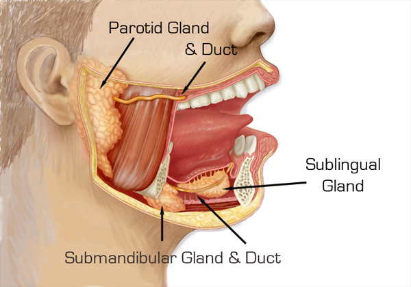 parotid-gland-info.jpg