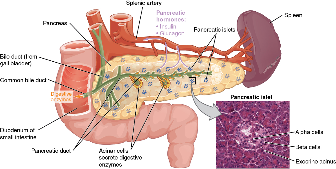 Pancreas1.jpg